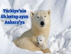 Türkiye nin ilk kutup ayısı olacak