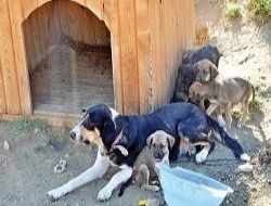 Sahipsiz köpek uyarısı