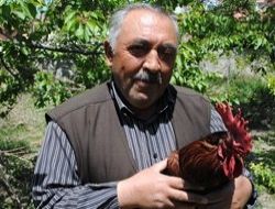 Aç tilkiler Elmadağ’a indi