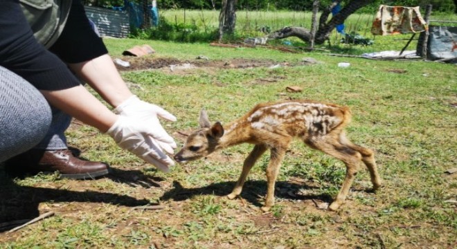 Bartın’da yavru karaca onu emziren keçiyi anne olarak benimsedi