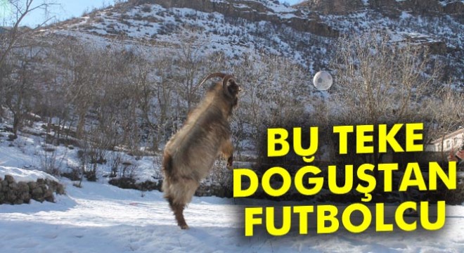 Bu teke doğuştan futbolcu