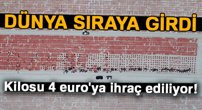 Dünya sıraya girdi... Kilosu 4 euro ya ihraç ediliyor!