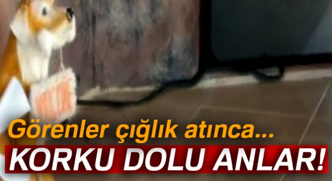 Eve girmeye çalışan yılan korkuttu