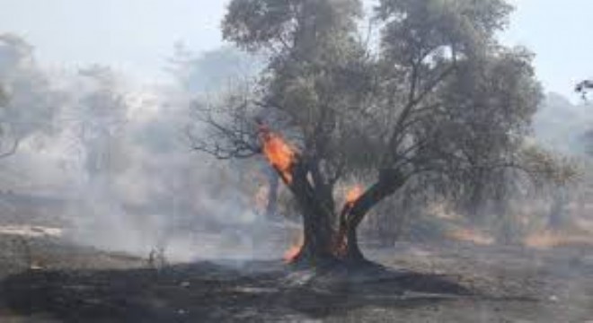Hatay Dörtyol’daki Yangın Kısmen Kontrol Altında