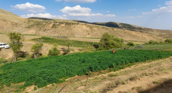 Jandarmadan PKK’nın finans kaynağına büyük operasyon