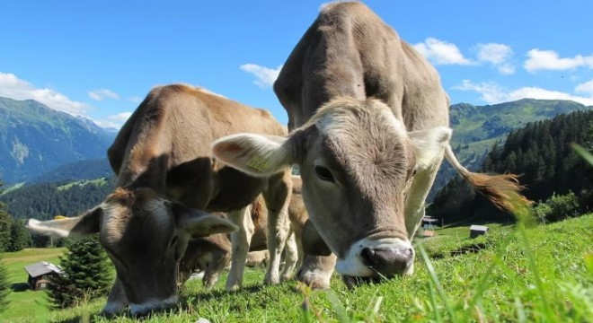 Kurban kesim ve satış yerlerinde alınacak tedbirler