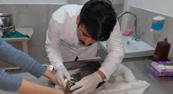 Mersinli kedi Ankara’da tedavi edildi