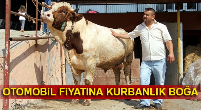 Otomobil fiyatına kurbanlık boğa satışta