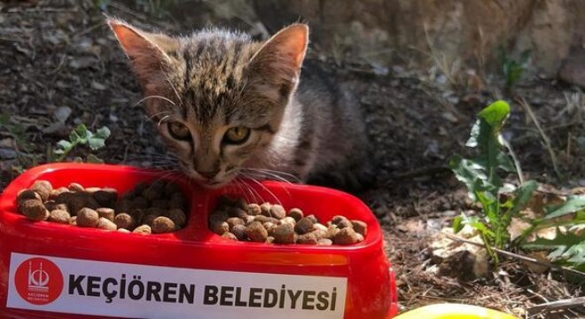 Sokak hayvanlarına beslenme noktaları