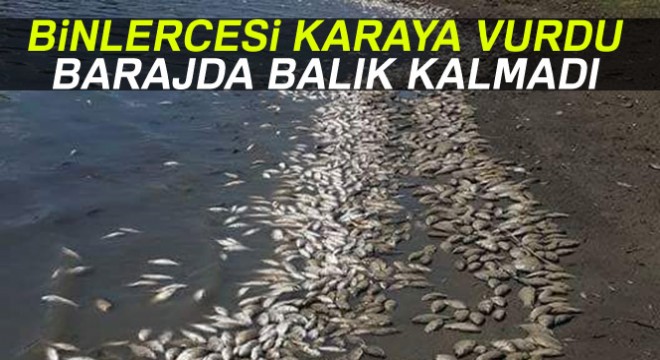 Tekirdağ da binlerce ölü balık karaya vurdu