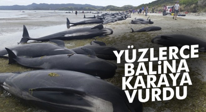 Yeni Zelanda’da yüzlerce balina karaya vurdu