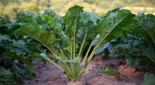 Yerli ve milli şeker pancarı tohumu tescil edildi